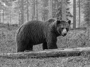 クマの習性に異変